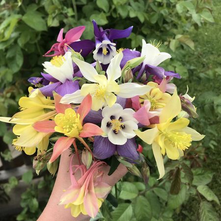 McKana Giant Mix, Aquilegia (Columbine) image number null